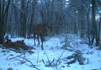 In alle rust naar wild kijken