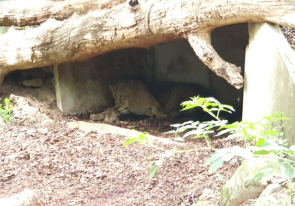 Twee leeuwen geboren bij Burger’s Zoo