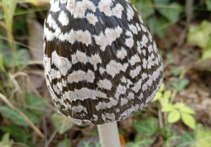 De betoverende wereld van de paddenstoelen