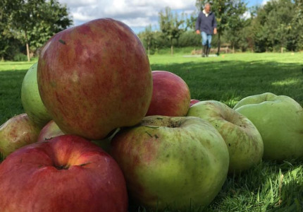 Ciderij vergelijkt graag appels met peren