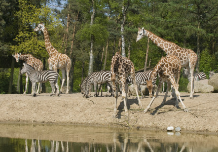 Burgers’ Zoo verruimt openingstijden in de zomer