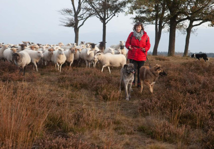 Veilig leren omgaan met de wolf en honden