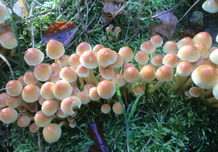 Herfstwandeling Gorsselse Heide