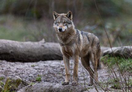 Jagersvereniging: tijd voor proactief wolvenbeheer