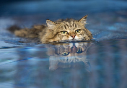 Ook katten nu welkom op recreatiegebied Bussloo