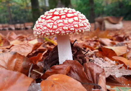 Paddenstoelen zoeken op natuurbegraafplaats Schapenmeer