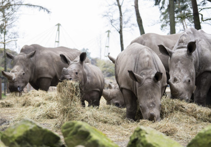 Burger’s Zoo brengt dieren met pasen thuis