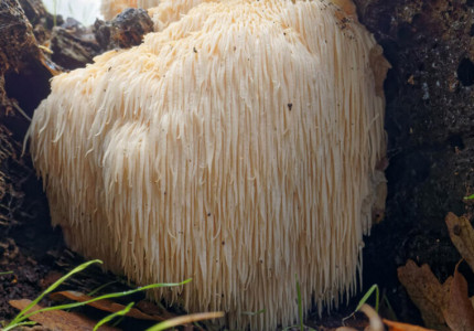 De Lion’s Mane paddenstoel is misschien wel de mooiste ter wereld