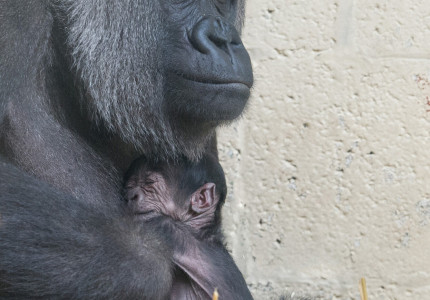Hoe gaat de gorilla heten?