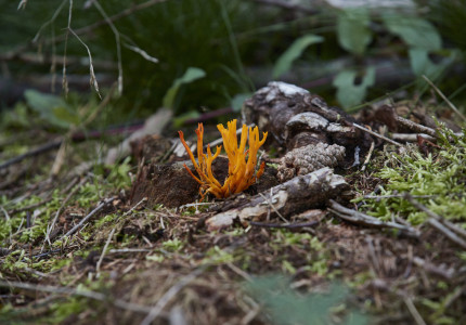 Paddenstoelen zoeken op natuurbegraafplaats Schapenmeer