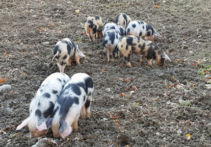 Vogelaars naar de biggetjes
