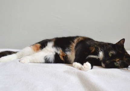 ‘Poes met twee gezichten’