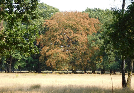 Grote droogte bedreiging voor de Veluwe