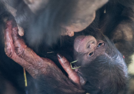 Bonobo geboren in Apenheul