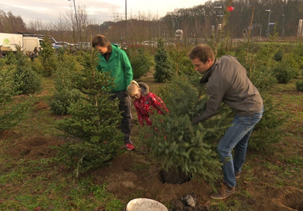 Kerstbomen krijgen een tweede leven in klimaatbos