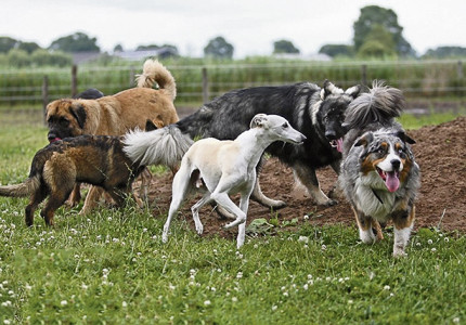 Lekker wandelen met je hond