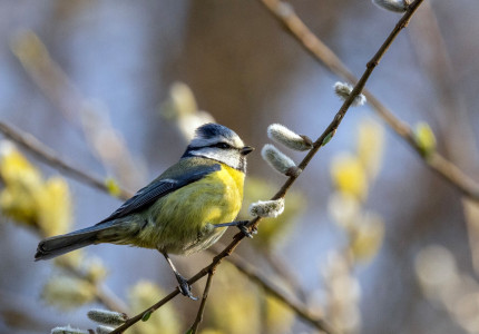 Vogelzang voor beginners