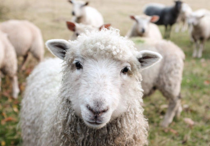 Als één schaap in het groen is…