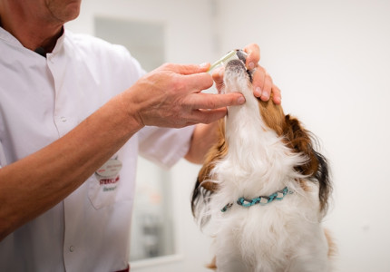 ‘Goed tandenpoetsen voorkomt veel dierenleed