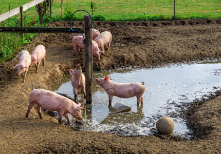 Open dagen tijdens Weekend van het Varken