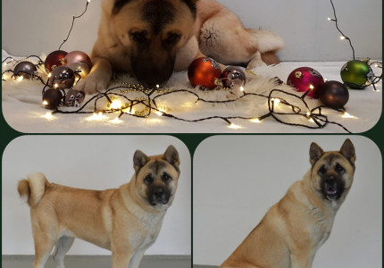 Akita dame met een verhaal zoekt een ervaren baas