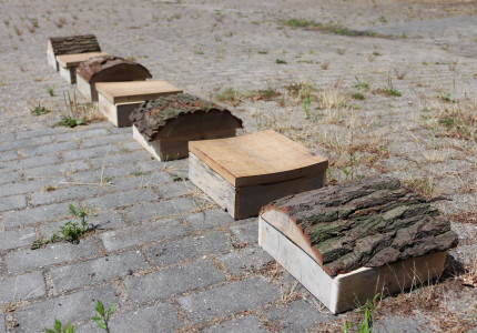 Een tuin waar mens en insect samenkomt
