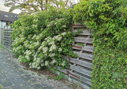 Plantactie Groene Loper Deventer weer van start: Van boven en onder GOED