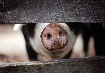 Zussen maken kinderboek ‘Joep! – Klein varkentje op een grote boerderij’