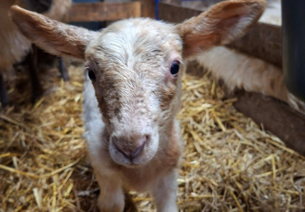 Lammetjesdag in schaapskooi  