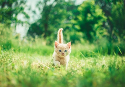 Stedendriehoek: Verrassende Statistieken over Vermiste Katten