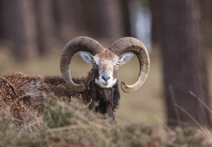 De moeflon, het icoon van De Hoge Veluwe