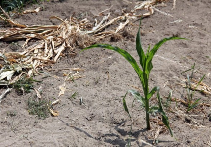 Hitte is minder, maar droogte blijft