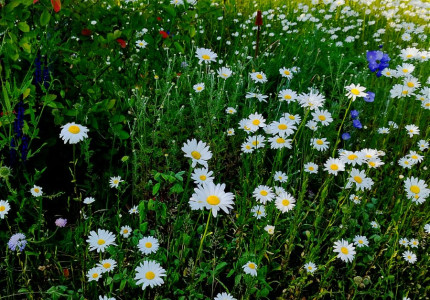 Ontdek een duurzame tuin in je buurt