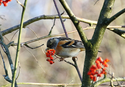 Winterwandeling op heide
