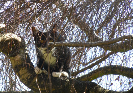 Kat in boom; brandweer schiet te hulp