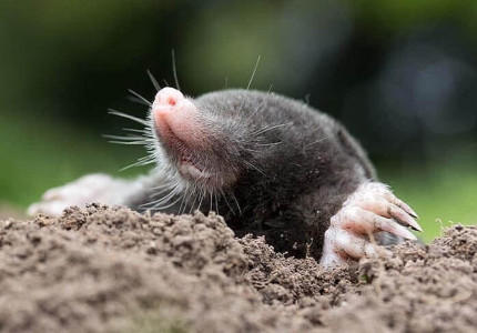 Dierenbescherming: ‘Omarm de mol, een nuttig beestje!’