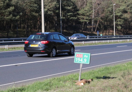 Hert overleeft aanrijding op A50 niet