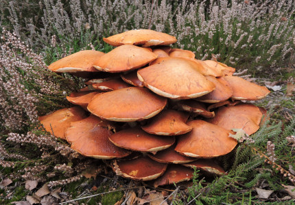 Paddenstoelenspeurtocht