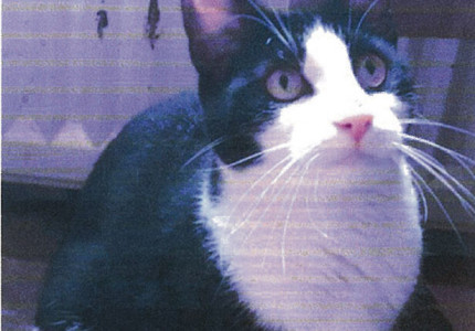 Lola de binnenkat vermist