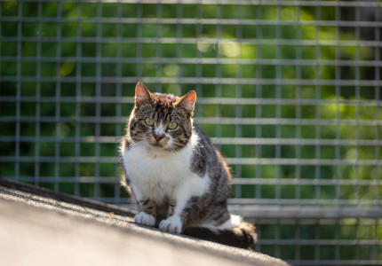 Huisdier van de week | Schuwe katten willen lekker buiten rondstruinen