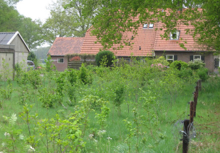 Plant een bosje voor de vogels