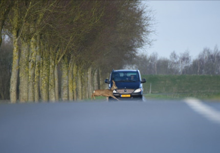 Klok vooruit betekent een piek in aantal wildaanrijdingen