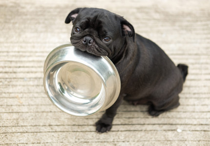Opslagruimte voor Stichting Dierenvoedselbank Brummen