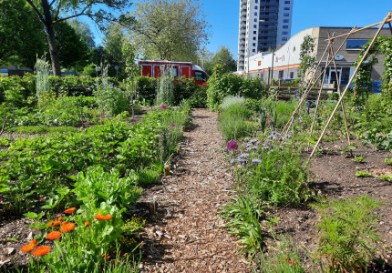 Buurttuin Kalmoesstraat voor biodiversiteit en ontmoeting
