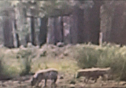 Filmbeelden bevestigen het: er zijn jonge wolven op de Veluwe