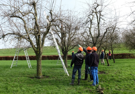 Aan de slag met hoogstamboomgaarden