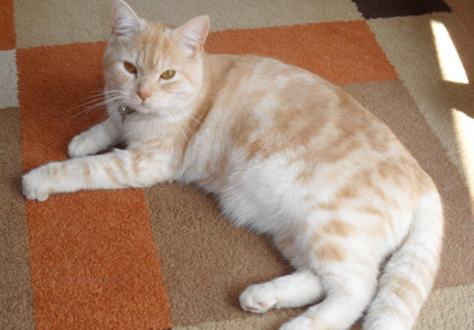 VERMIST | Lieve, aanhankelijke maar erg schrikkerige kater