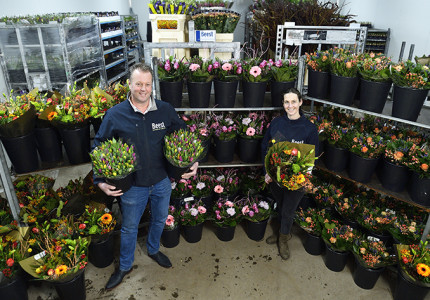 Dagverse bloemen rechtstreeks vanaf de veiling
