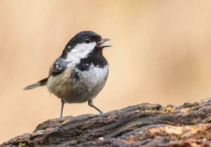 Vroege Vogelwandeling in Berg en Bos
