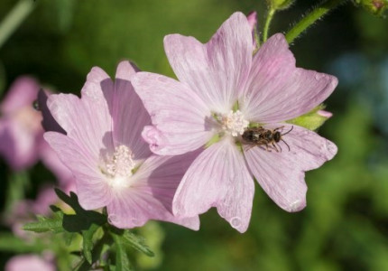 Twee tuintegels eruit, twee inheemse planten erin